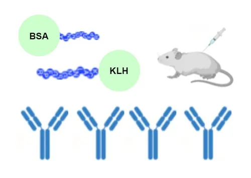 Peptide Conjugated KLH,BSA or OVA