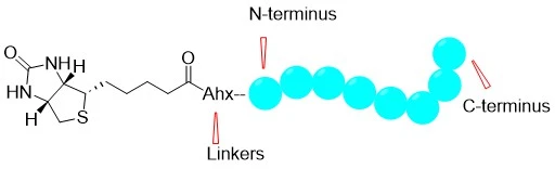 Biotinylated Peptides Biotinylated Peptides